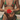 Woman wearing a watermelon print bikini holding a red hibiscus flower near a pool