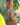 Woman in a bikini with a red flower in her hair standing under a shower with tropical plants in the background