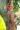 Woman in a bikini with a red flower in her hair standing under a shower with tropical plants in the background
